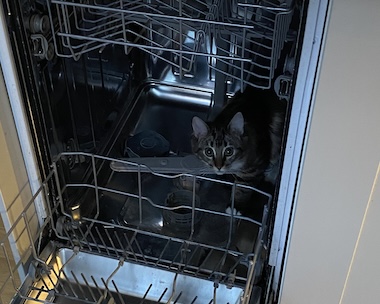 Azzi hiding in dishwasher